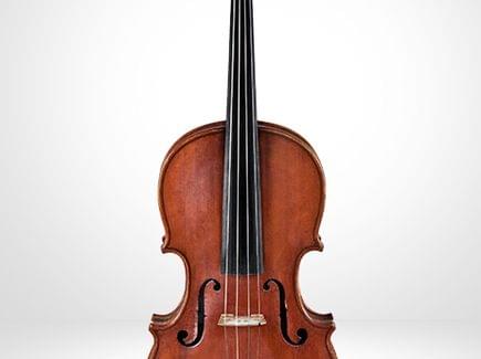 Viola